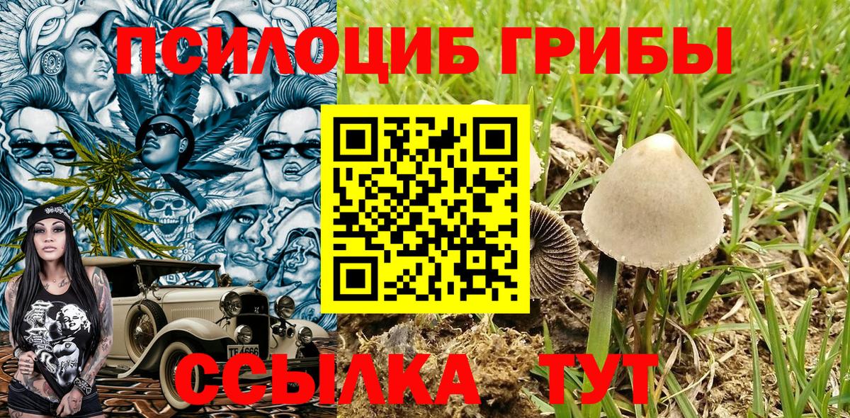 Мценск  хочу   Вход с VPN  Псилоцибиновые грибы Psilocybe 